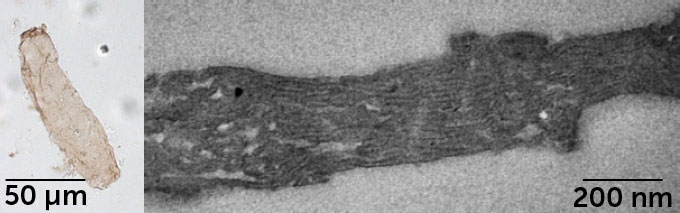 Side-by-side images of an oblong beige bacteria fossil next to a closeup of its inner structures that look like horizontal black lines. Those structures are membranes needed for photosynthesis, researchers say.