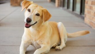 A yellow lab lies on a sidewalk, its head cocked in a friendly way, and its tail mid wag.