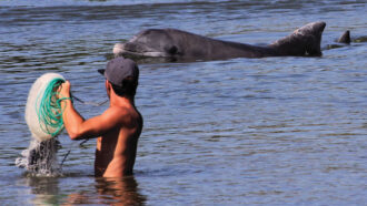 A fisher stands in waist-deep water with a fishing line as he looks at a dolphin breaking through the surface