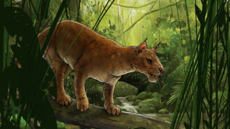 illustration of bobcat-like ancient animal prowling in a forest