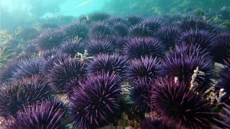 urchin barren