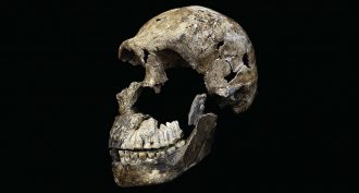 Naledi skull