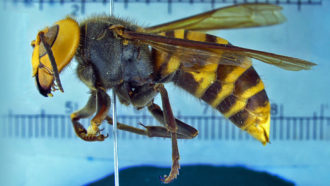 Asian giant hornet