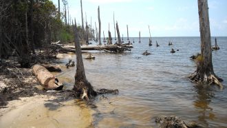 tree trunks in shallow water