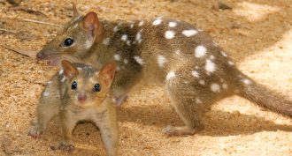 060618_lr_quoll_feat.jpg