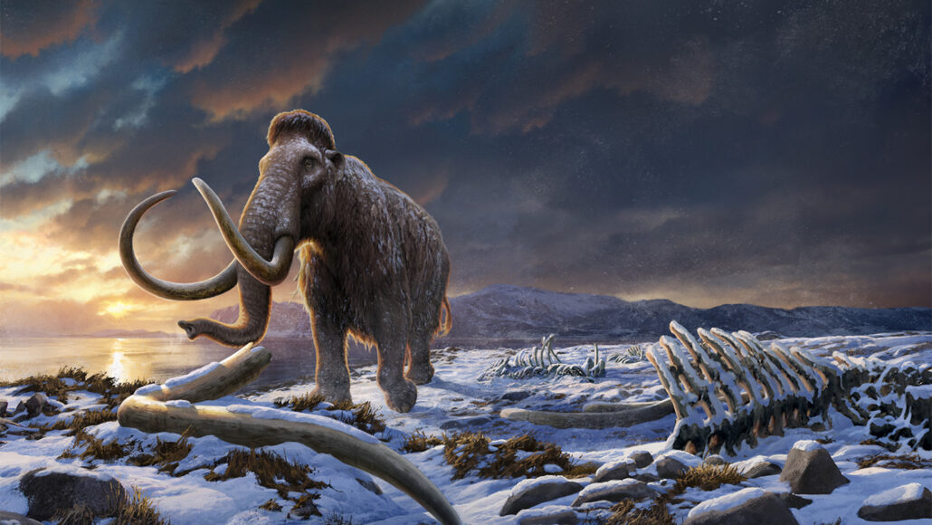 An illustration of a mammoth standing on snowy land with a giant tusk and ribcage on the ground. In the background, the sun sets on a cloudy sky.