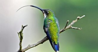 hummingbird