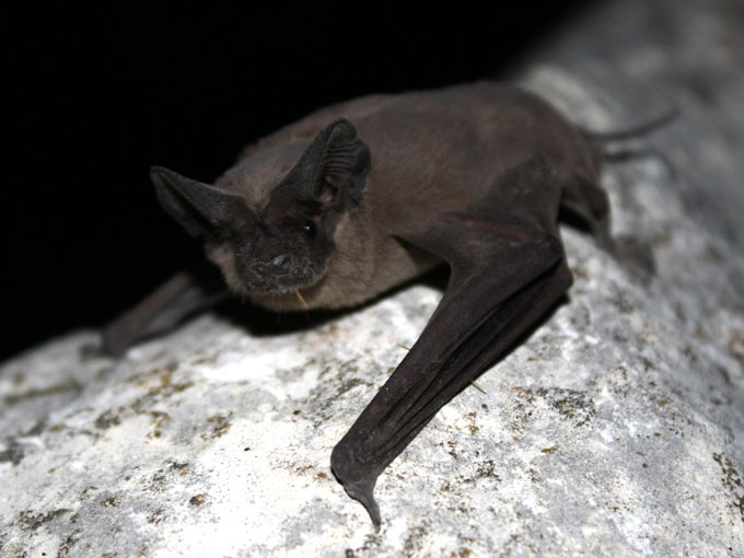 A little Mexican free-tailed bat clings to a rock and looks straight at the camera. It's all dark brown against the pale-colored rock.