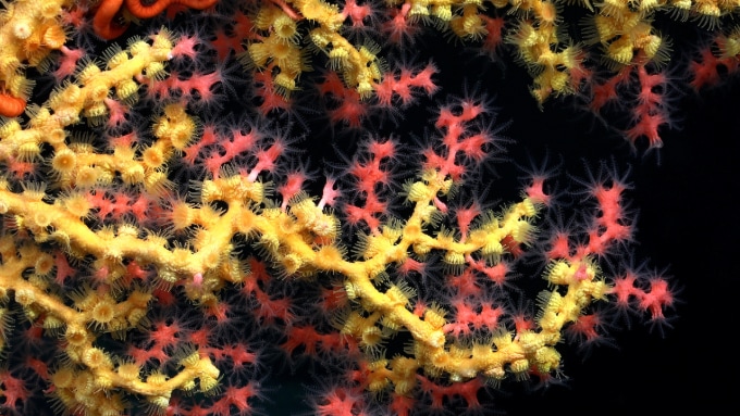 bubblegum coral