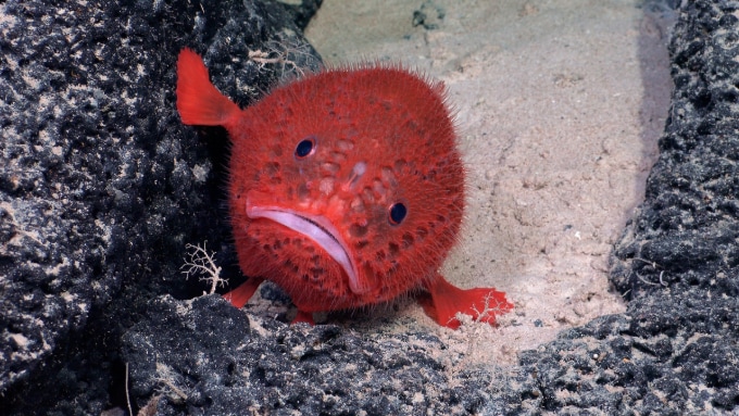 sea toad on a rocky seamount