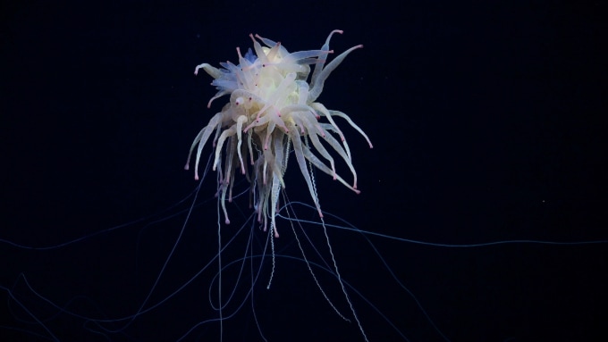 a flying spaghetti monster, Latin name: Bathyphysa conifera