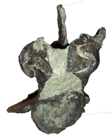 A single vertebra sits against a white background. It is light gray with dark gray mottling. Two projections booking each end with a single protrusion jutting out from the top. 