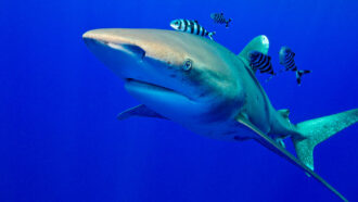 a shark in deep blue water, several small black and white striped fish swim with the shark