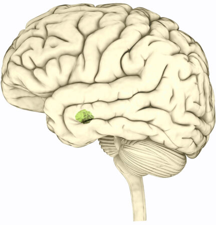 a drawing of a human brain with the amygdala colored in green