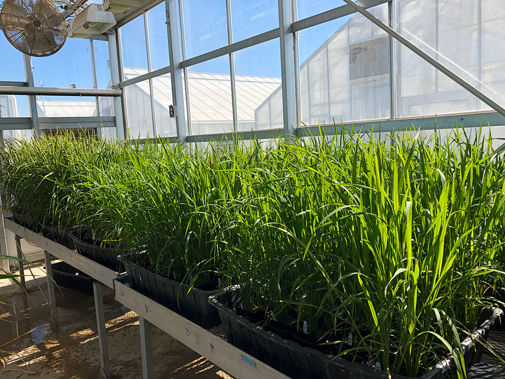 inside a greenhouse rows of small rice plants sit in trays on tables