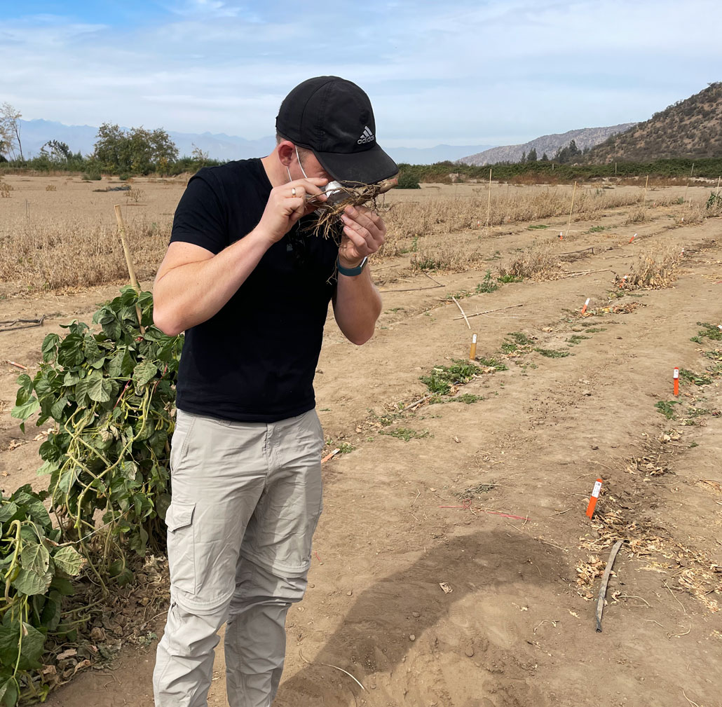 a researcher examining roots dug up from a field