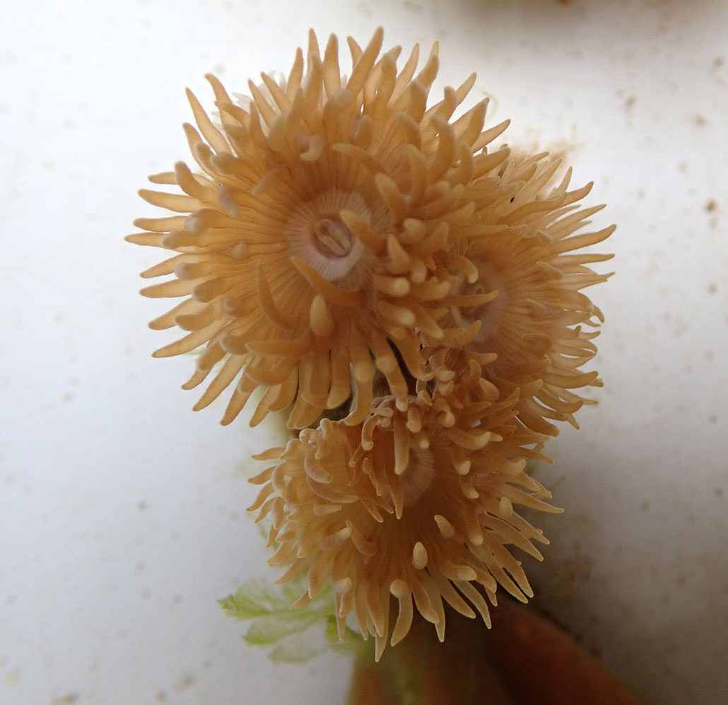 a small piece of coral with polyps out and visible