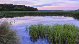 a photo of a coastal wetland