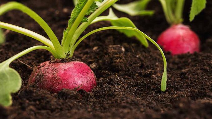 the tops of radishes peeking out of soil