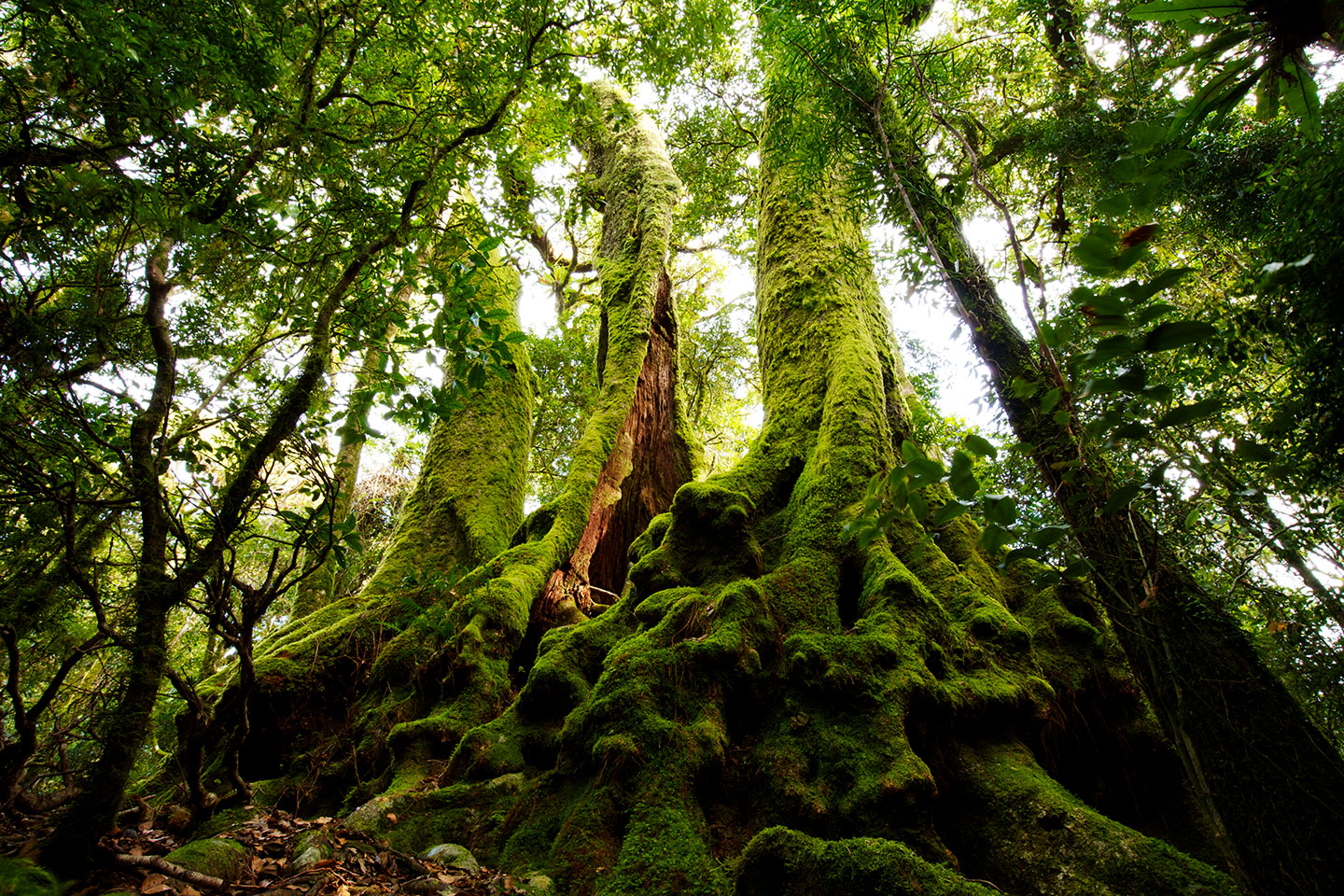 a photo from the ground looking up into the canopy of an old growth forest