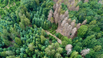 an aerial photo of dying evergreen trees in a forest