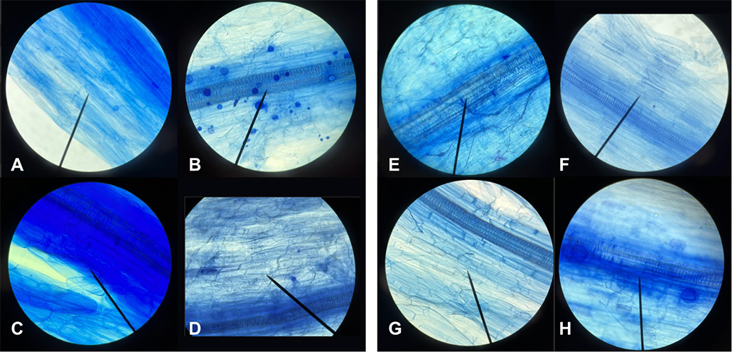 a composite photo showing 8 microscopic views of scallion roots