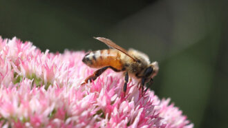 a honeybee on a purple flower