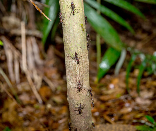 a row of bullet ants traveling up (and down) a liana