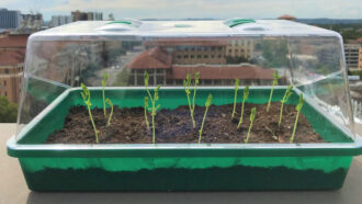 a small container with soil and radish sprouts the top of the container is clear plastic