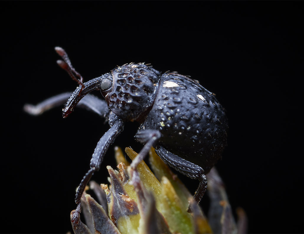 A black weevil stands on a green and brown plant bud. It's facing left and one of it's right legs is raised. The background is black.