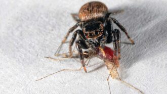 a vampire spider sucking blood from a mosquito