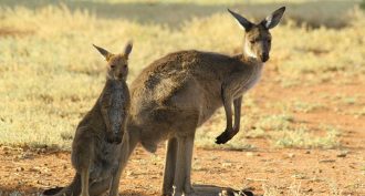 kangaroos