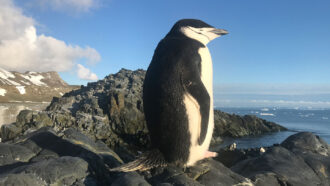 A solitary black and white chinstrap penguin sits on rocks on an island near Antarctica.