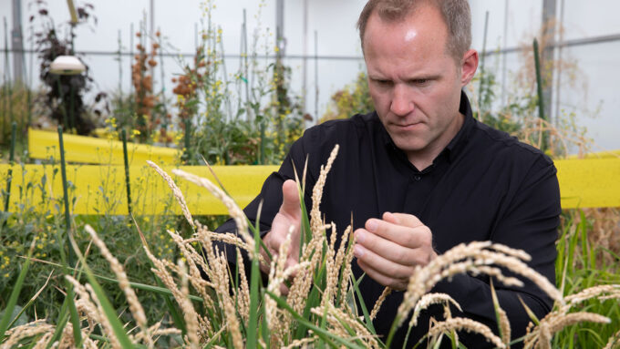 A white man, Wolfgang Busch, examining rice plants growing in a greenhouse.