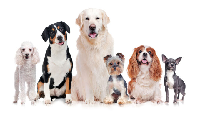 a row of five dogs of different breeds all face the camera against a white background