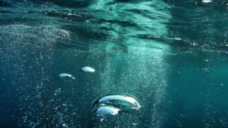 underwater, a froth of bubble rises toward the surface