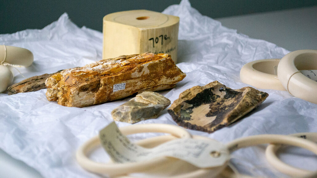 ivory samples laid out on a cloth on a table