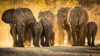 a herd of elephants walking