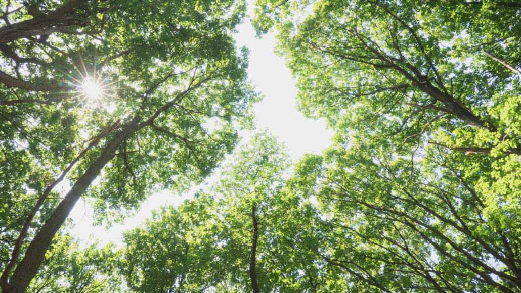 a view of sunlit treetops from below