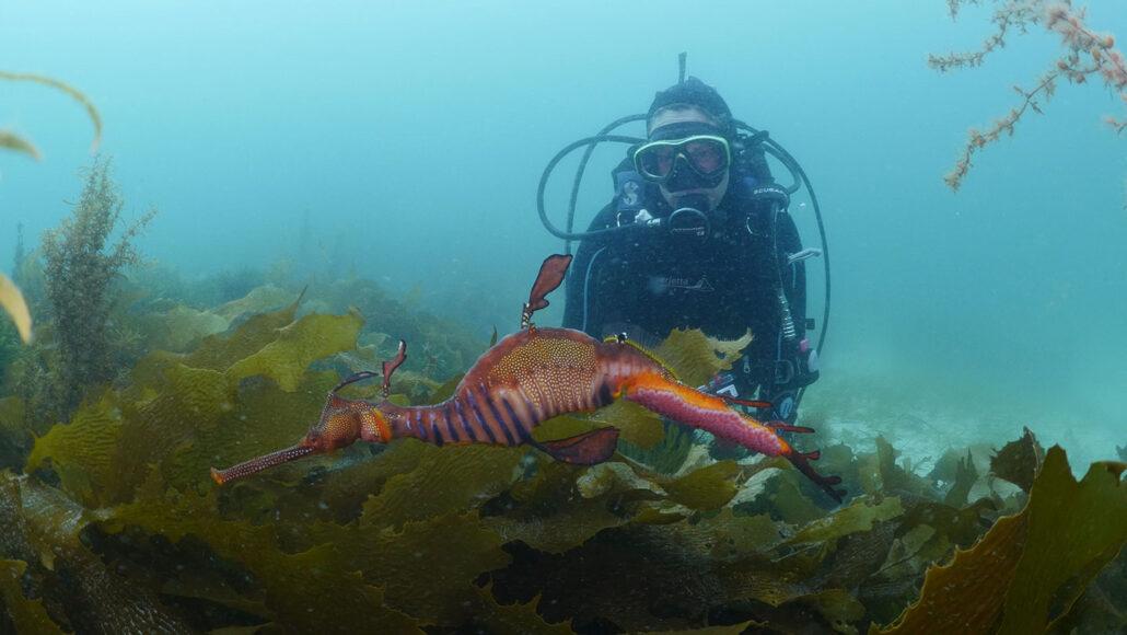 A male weedy seadragon swims over a patch of golden kelp. He carries a clutch of pink eggs under his tail. Nerida Wilson watches in the background, outfitted in SCUBA gear.