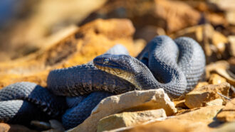 a black snake is coiled up on sunlit sand and rock