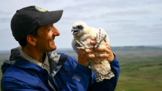 a man holds a gyrfalcon