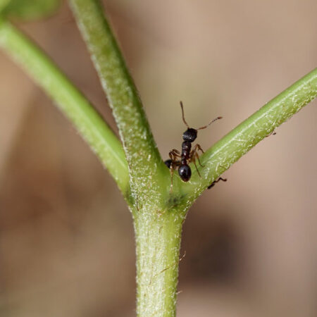 A single black ant sits near the black nectary of a fern.