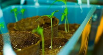 Tomato seedlings