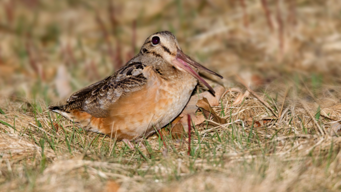 woodcock