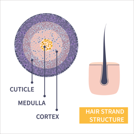 a diagram showing a cross section of hair, the innermost core is the medulla, then cortex, then cuticle on the outside