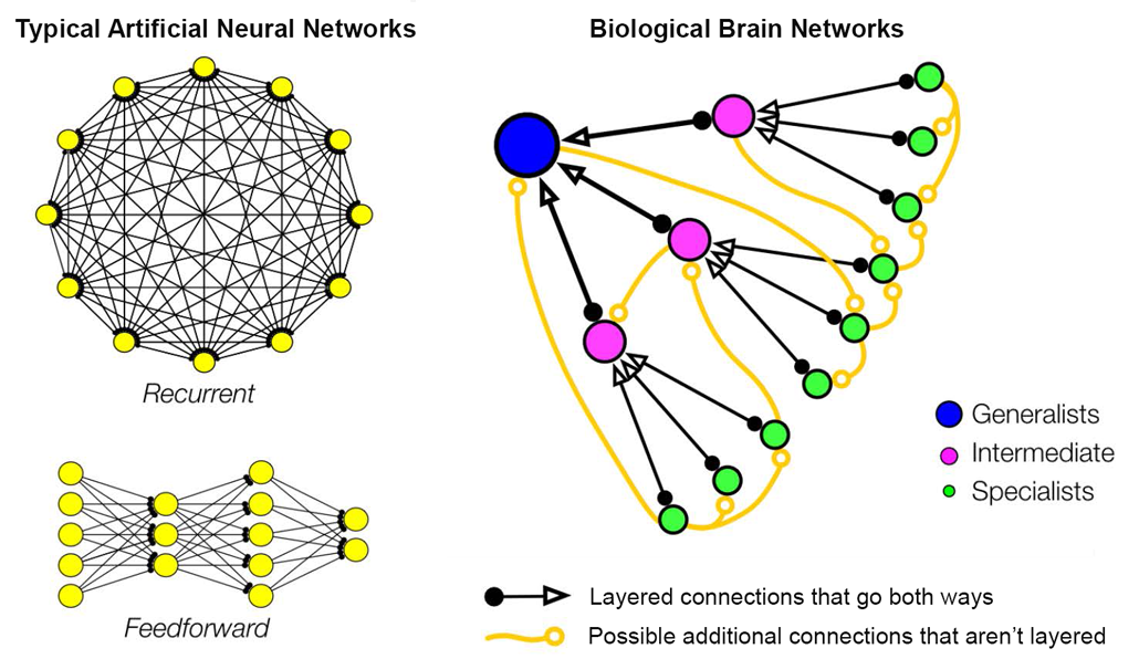 a visualization of artificual neural network connections versus biological brain networks