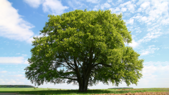 a photo of a very large and leafy beech tree against a sunny sky with wispy white clouds