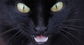 860_black_cat.png