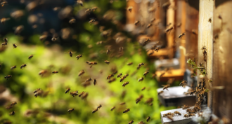 honeybee apiary